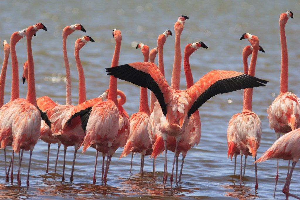 flamingo\'s