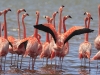 flamingo\'s